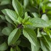 A bunch of thai basil