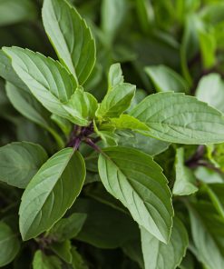 A bunch of thai basil
